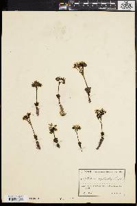 Media resource of Drosera erythrorhiza