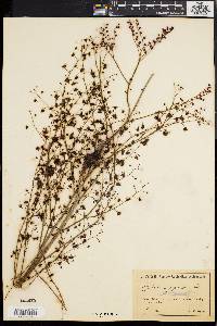 Media resource of Drosera gigantea