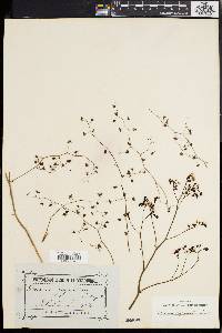 Drosera gigantea image