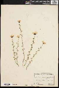 Media resource of Drosera heterophylla