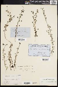 Drosera peltata image