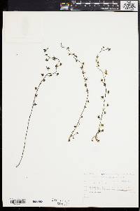 Drosera peltata image