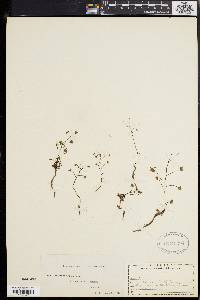 Drosera peltata image