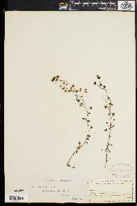 Drosera peltata image