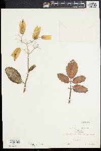 Kalanchoe pinnata image
