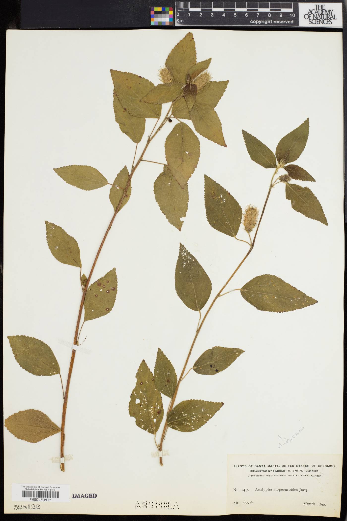 Acalypha alopecuroides image