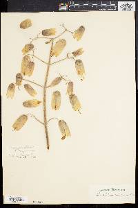 Kalanchoe pinnata image