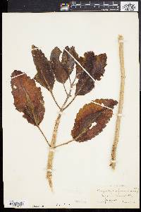 Bryophyllum pinnatum image