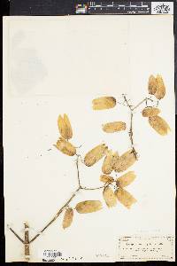 Kalanchoe pinnata image