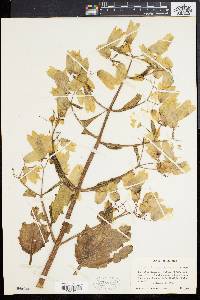 Bryophyllum pinnatum image