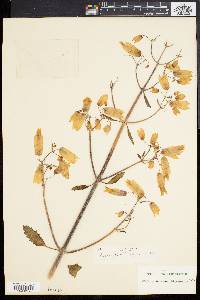 Kalanchoe pinnata image