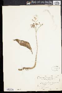 Kalanchoe pinnata image
