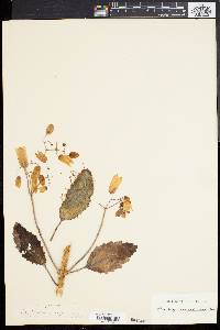 Kalanchoe pinnata image