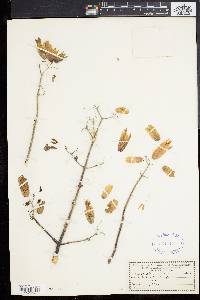 Kalanchoe pinnata image