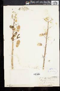 Kalanchoe pinnata image