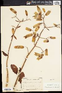 Kalanchoe pinnata image