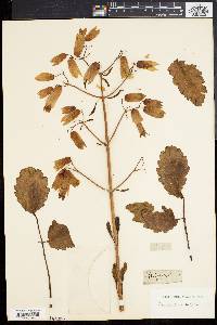 Kalanchoe pinnata image