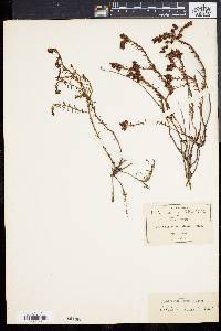 Sedum goldmanii image