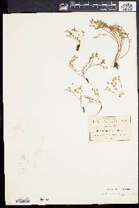 Sedum goldmanii image