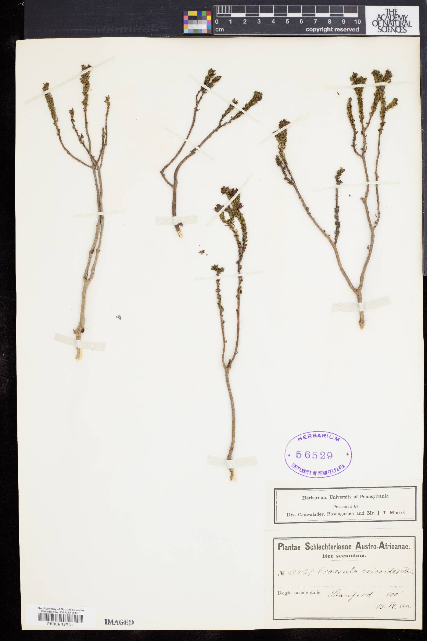 Crassula ericoides image