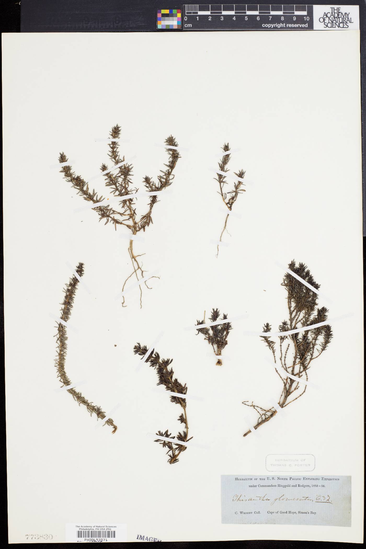 Crassula glomerata image