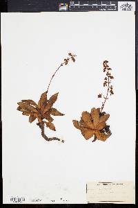 Crassula orbicularis image