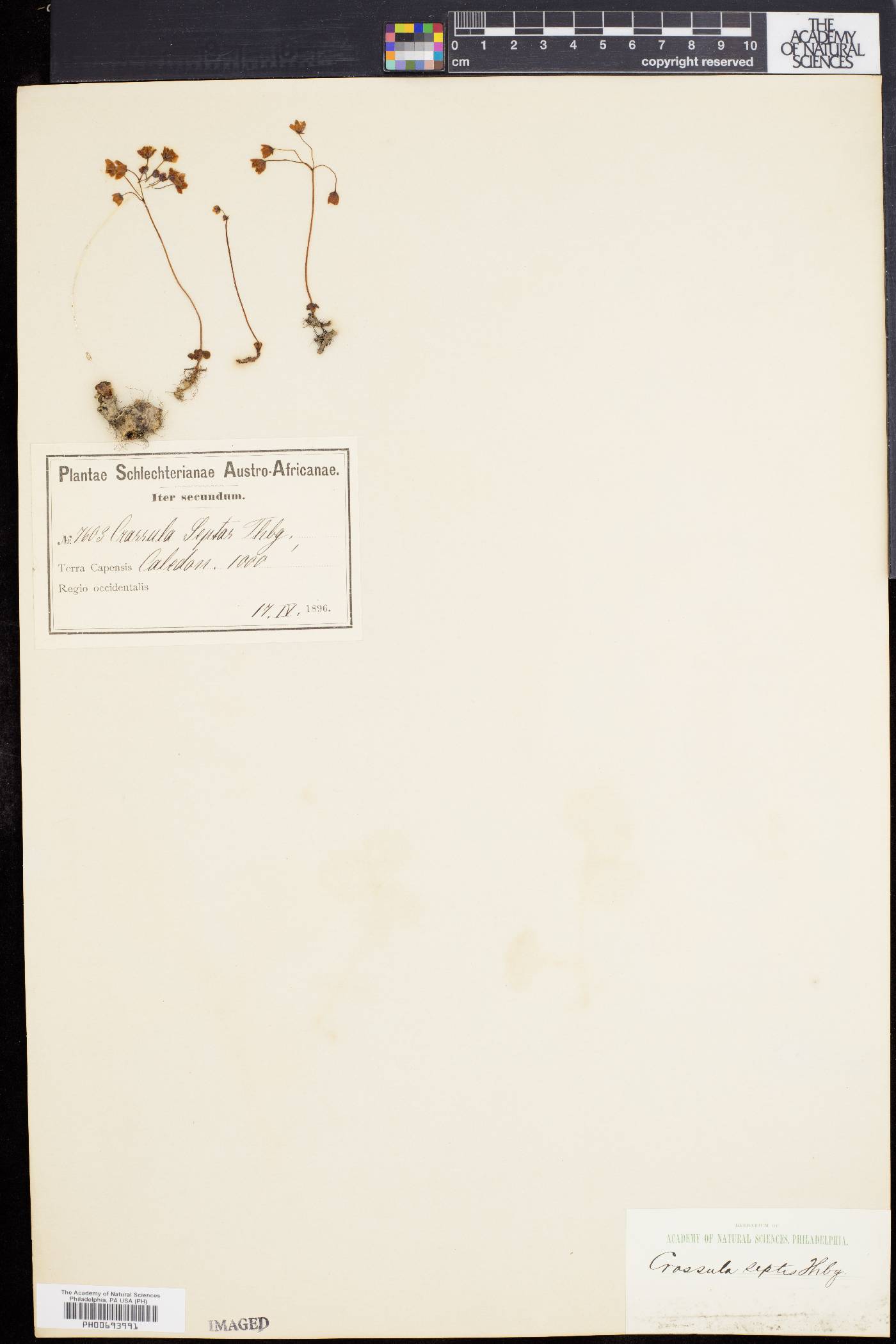 Crassula capensis image