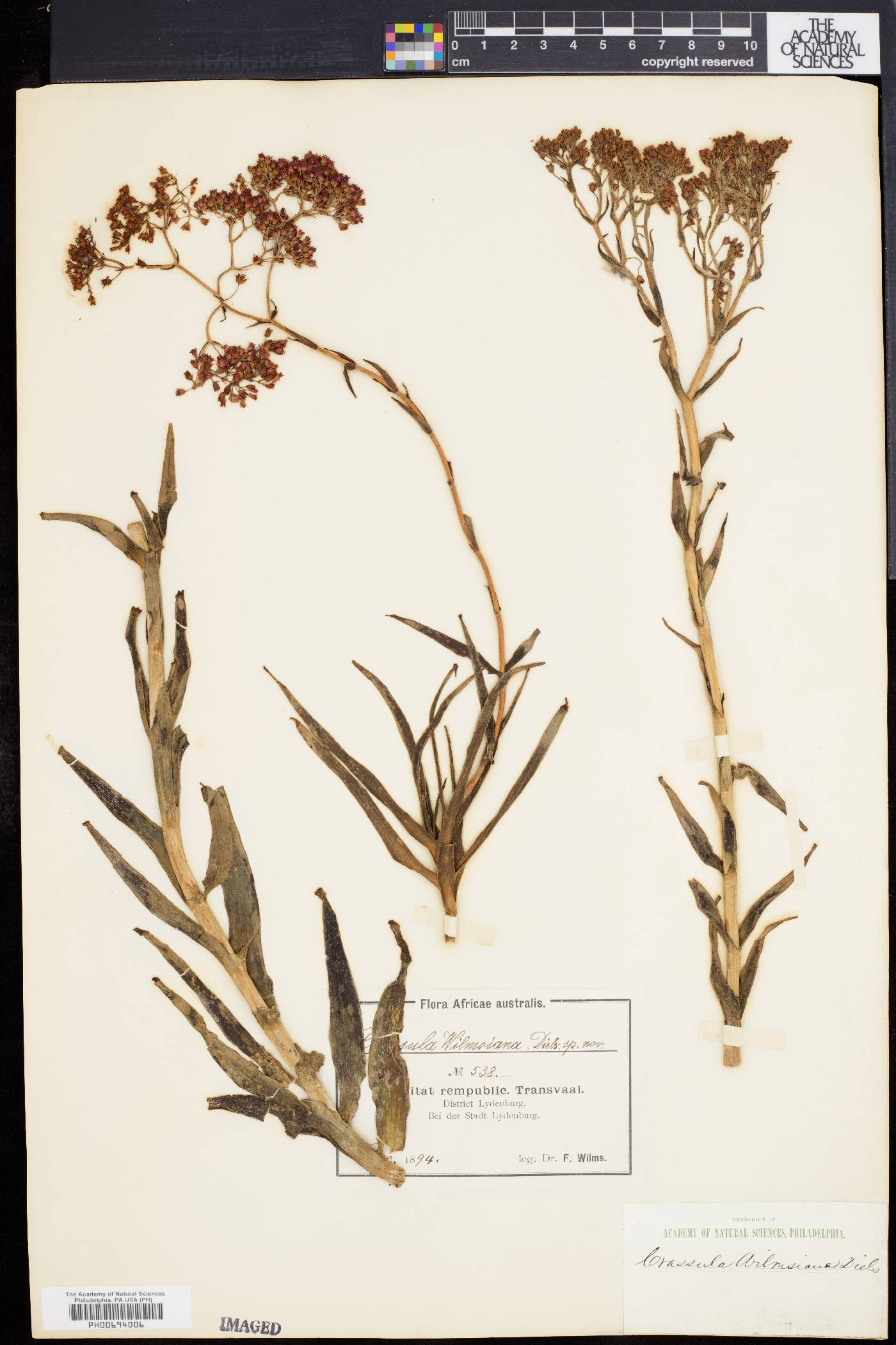 Crassula alba var. parvisepala image
