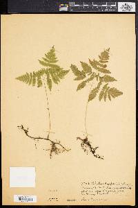 Gymnocarpium dryopteris image