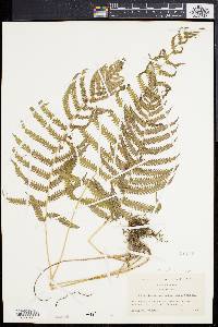 Thelypteris kunthii image