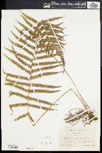 Thelypteris kunthii image