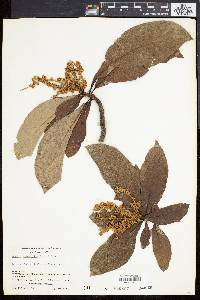 Clethra occidentalis image