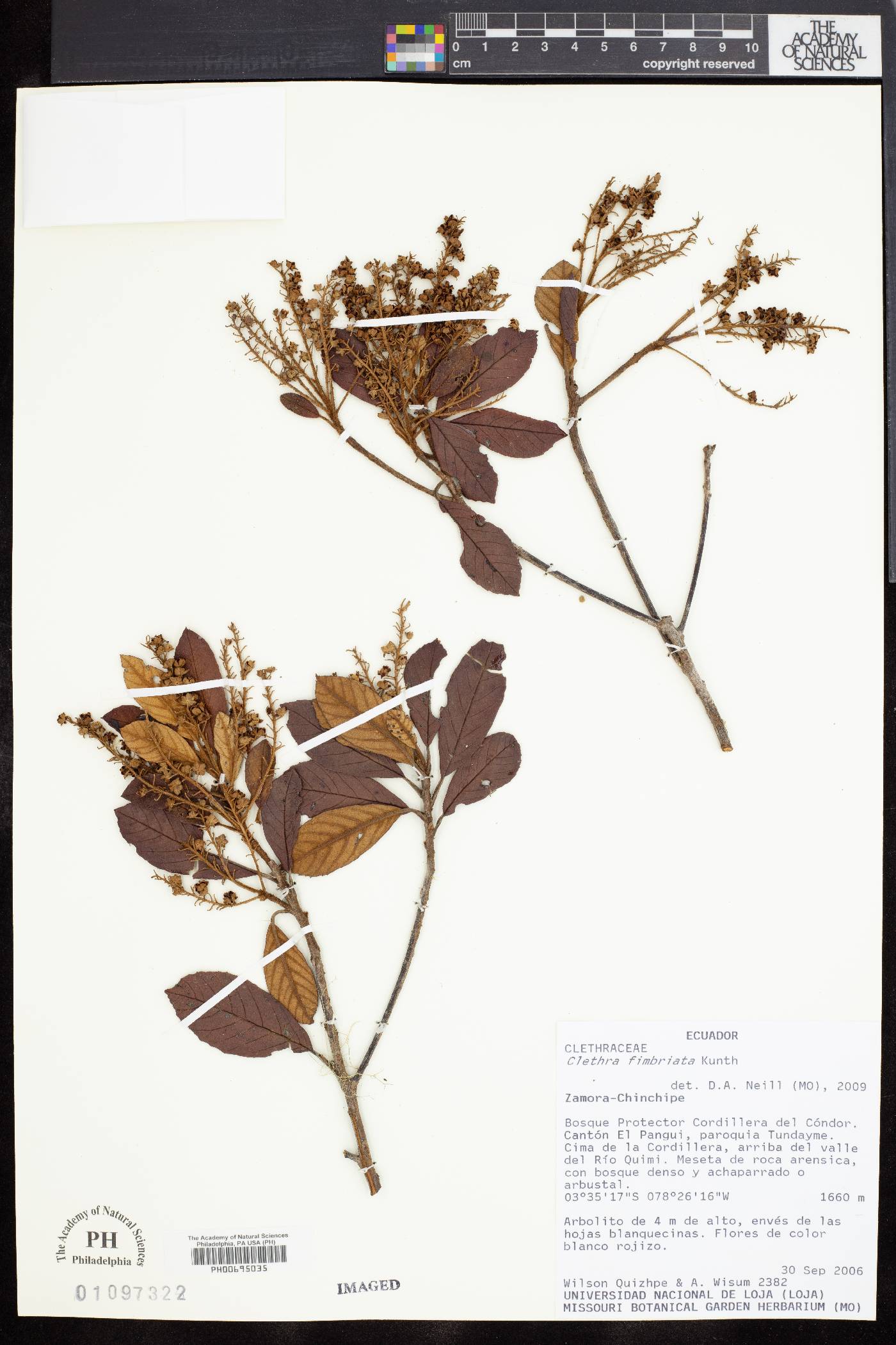 Clethra fimbriata image