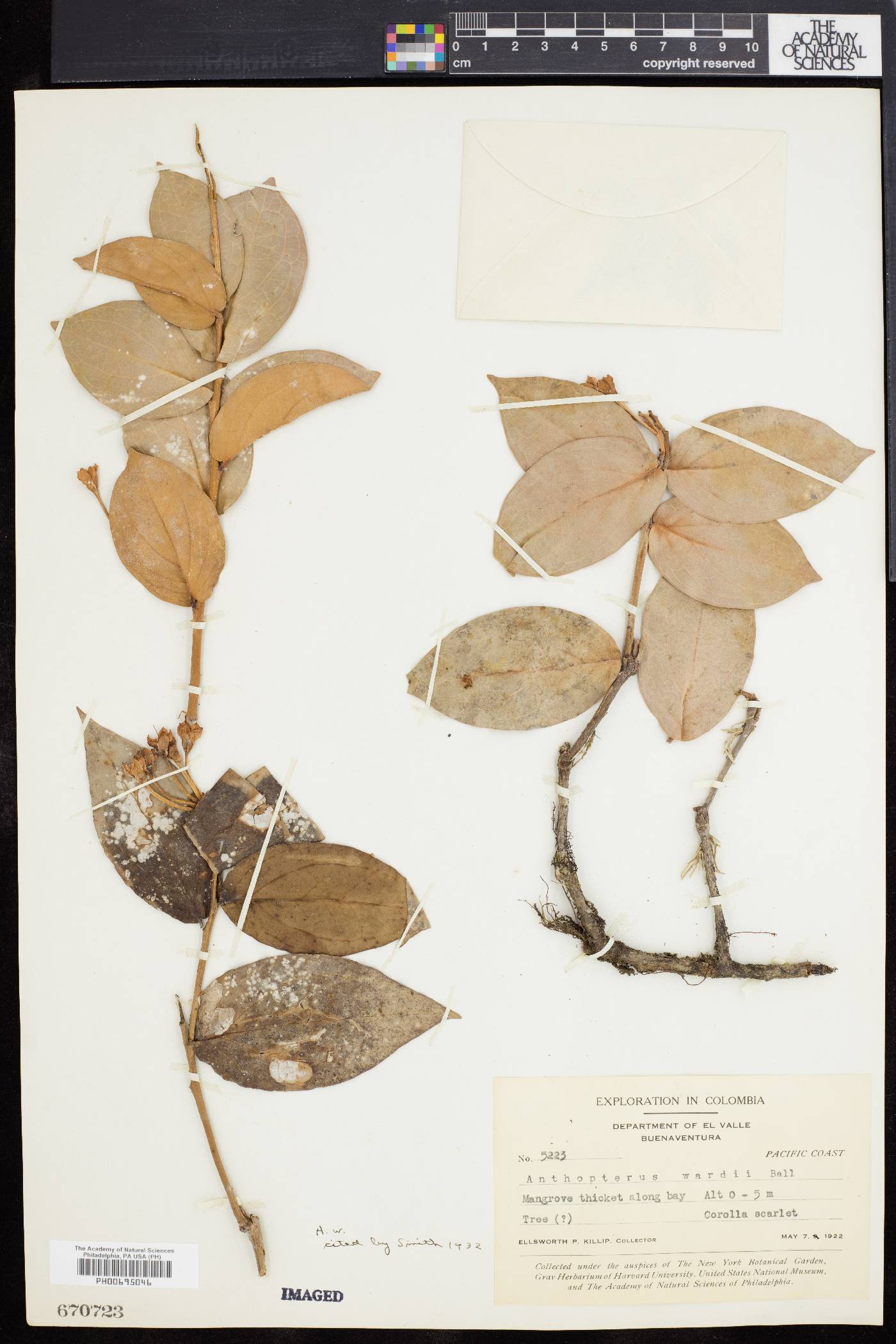 Anthopterus wardii image