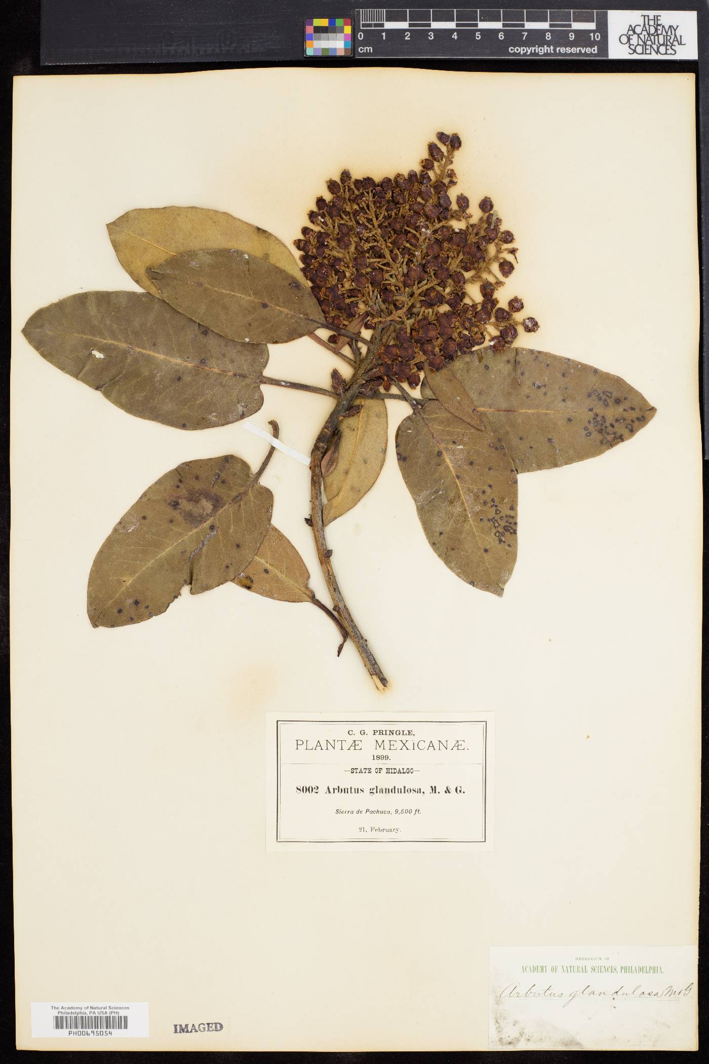 Arbutus glandulosa image