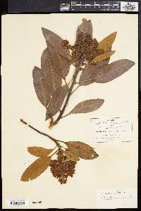 Arbutus xalapensis image