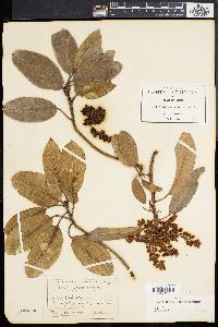 Arbutus xalapensis image