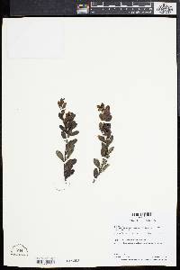 Arctostaphylos uva-ursi subsp. cratericola image