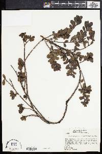 Arctostaphylos uva-ursi subsp. cratericola image