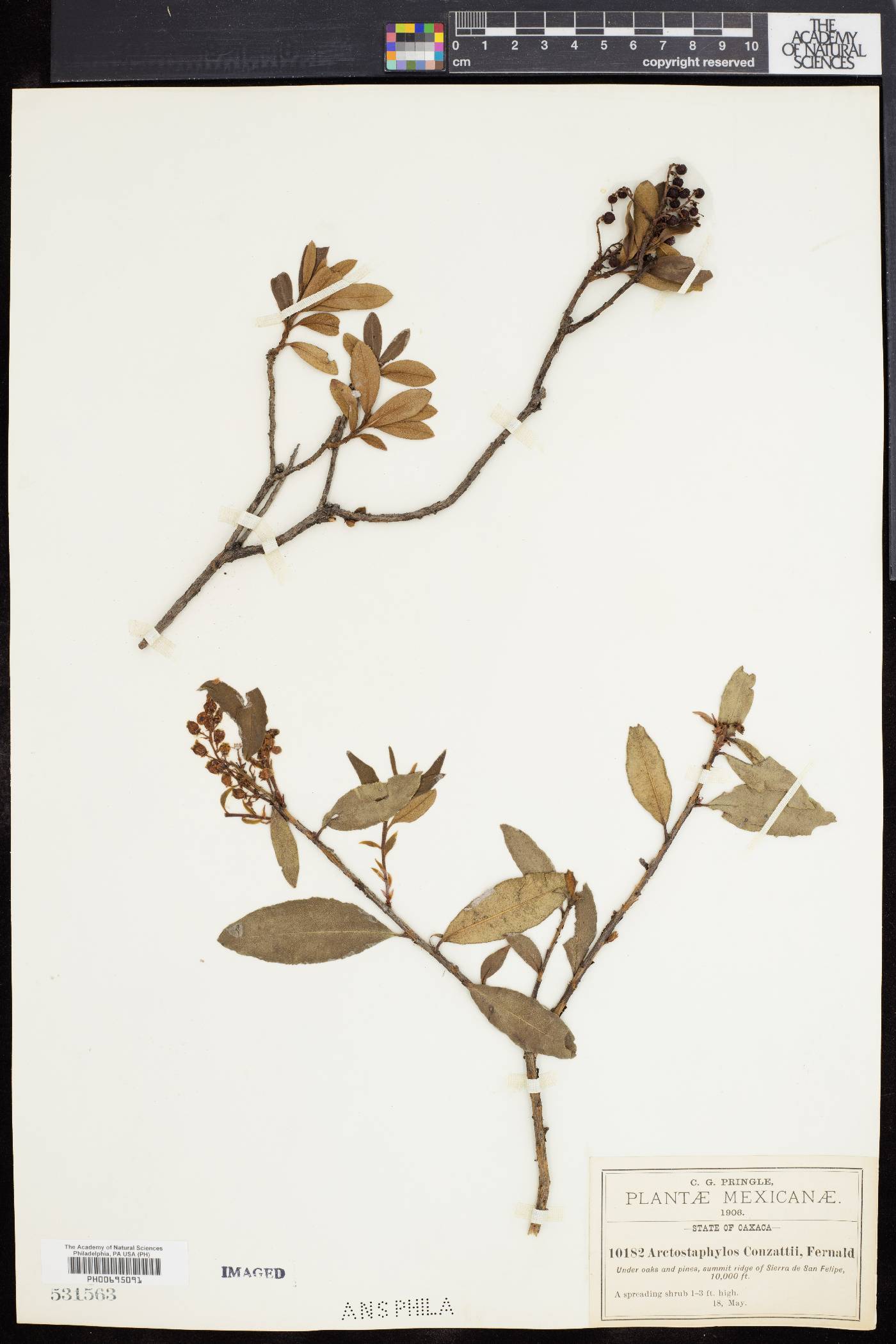 Arctostaphylos conzattii image