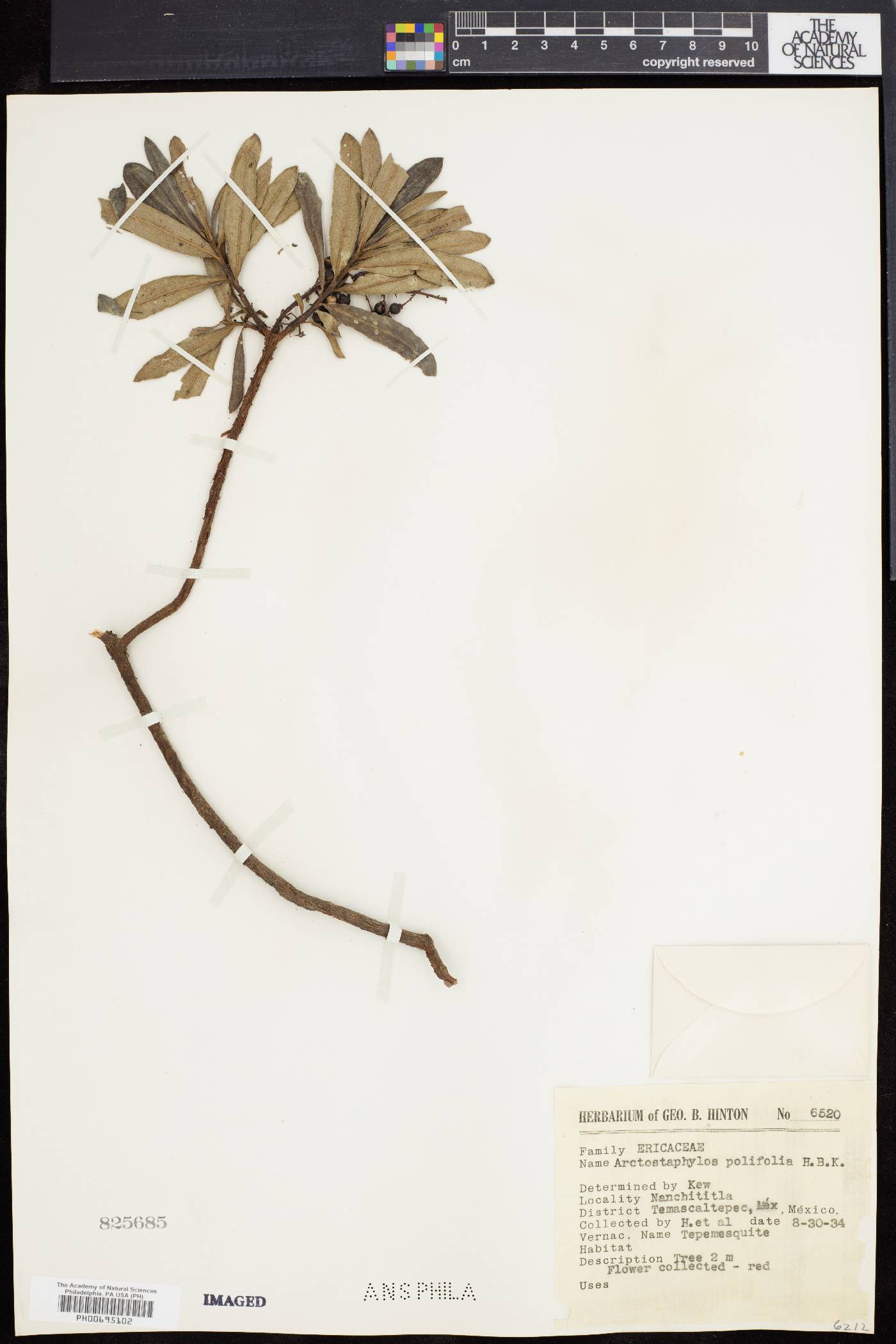 Comarostaphylis glaucescens image