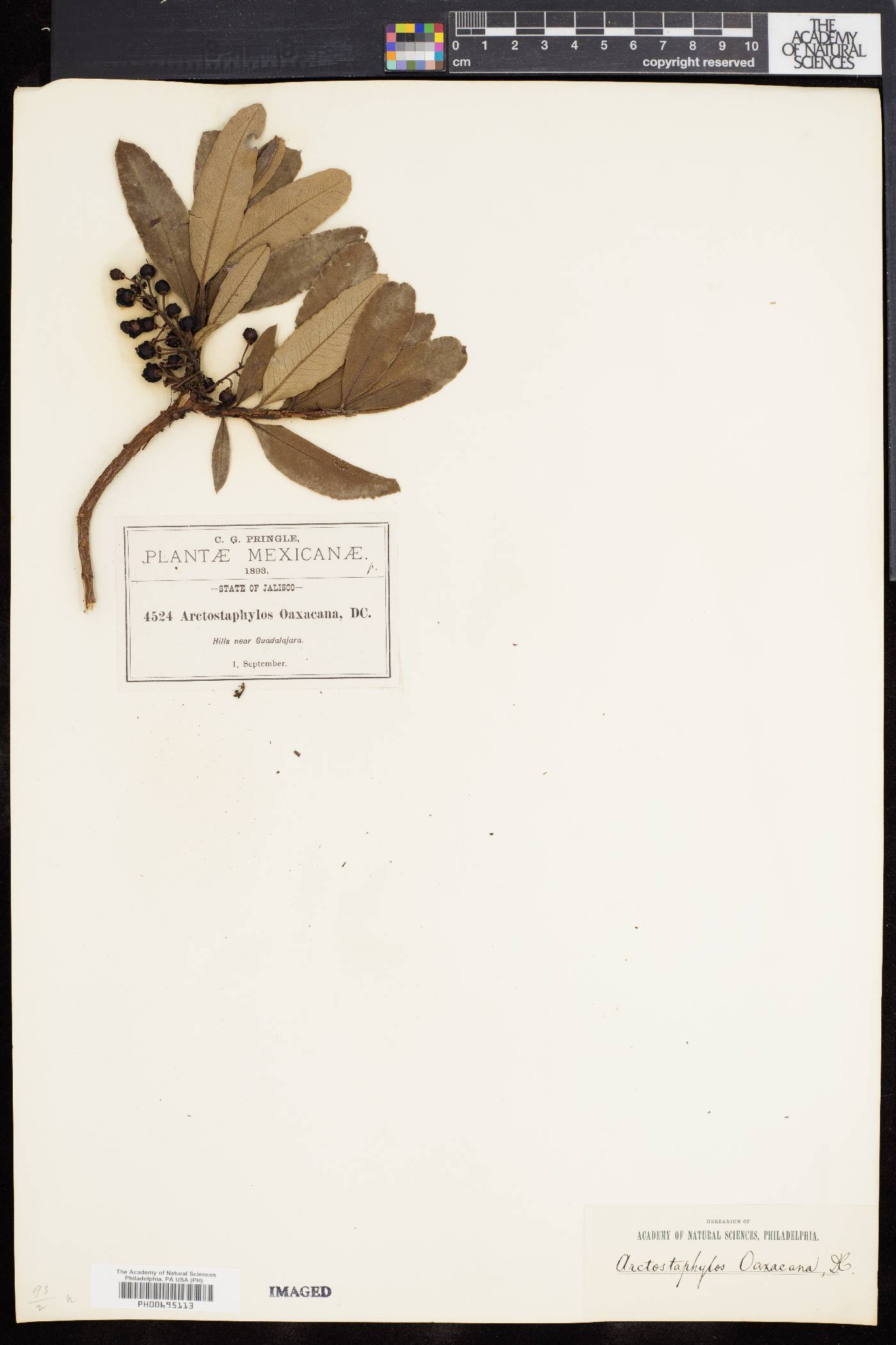 Comarostaphylis polifolia subsp. polifolia image