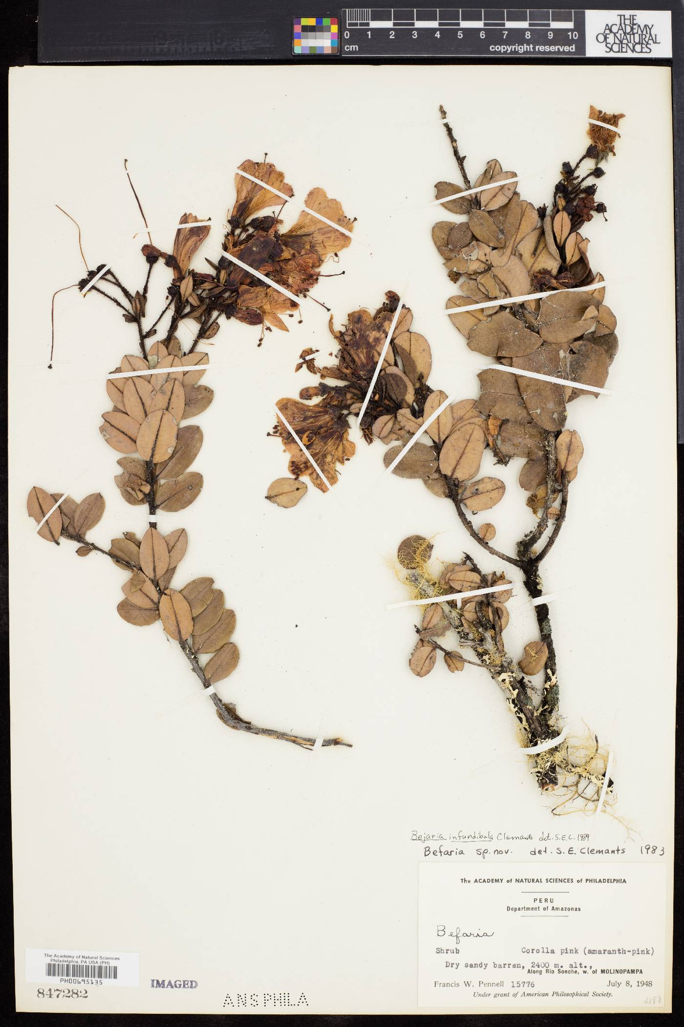 Bejaria infundibula image