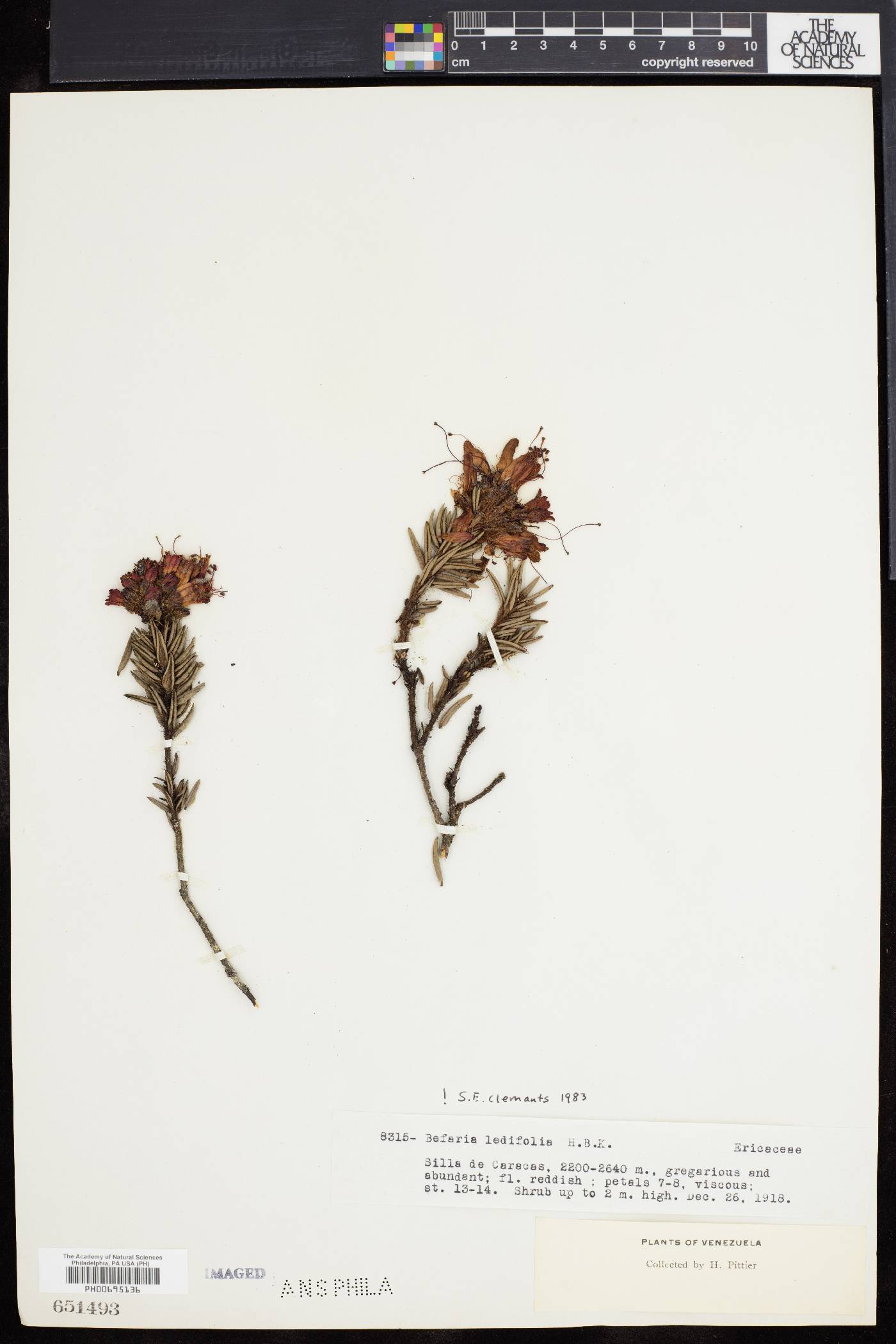 Bejaria ledifolia image