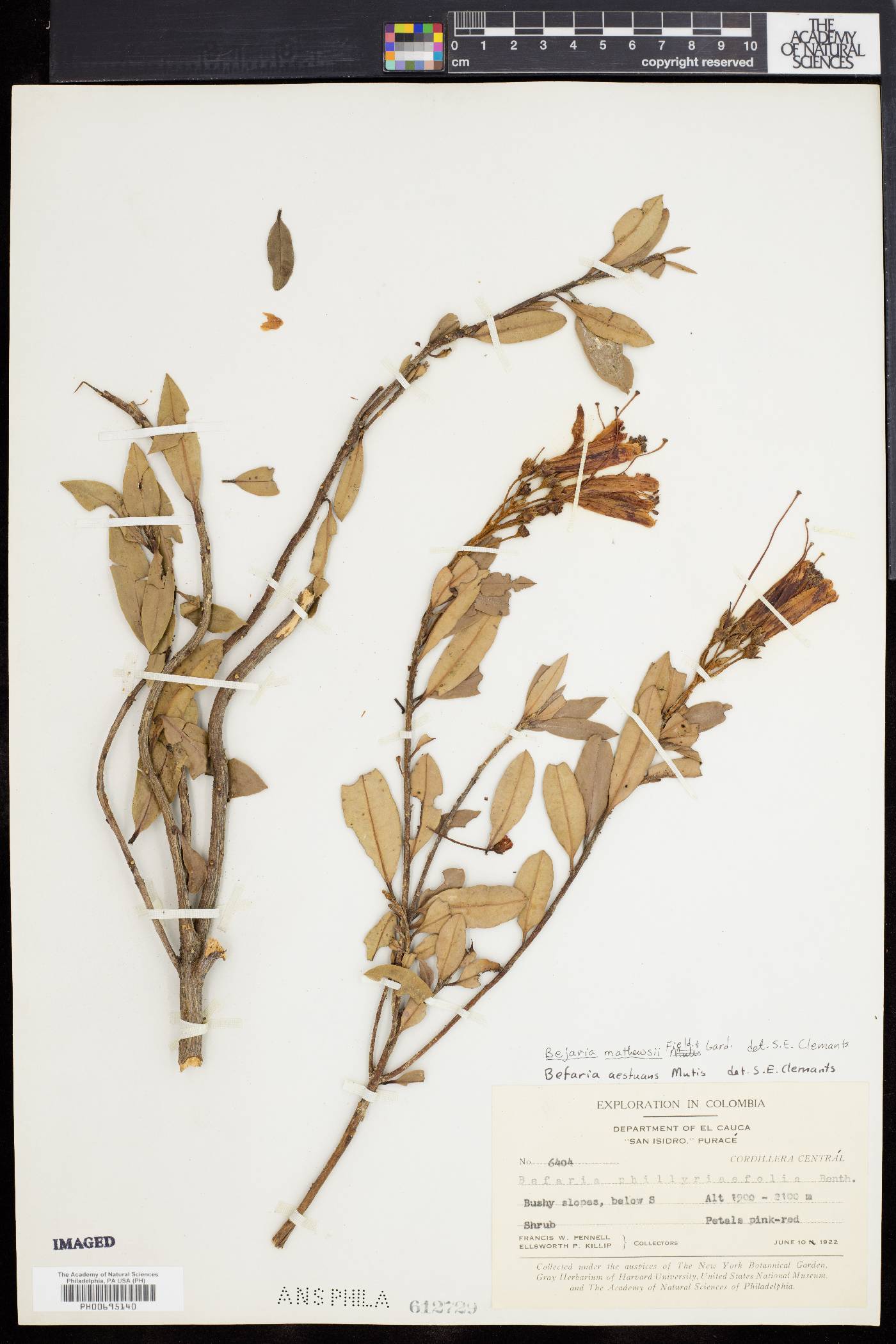 Bejaria mathewsii image