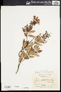 Bejaria mathewsii image