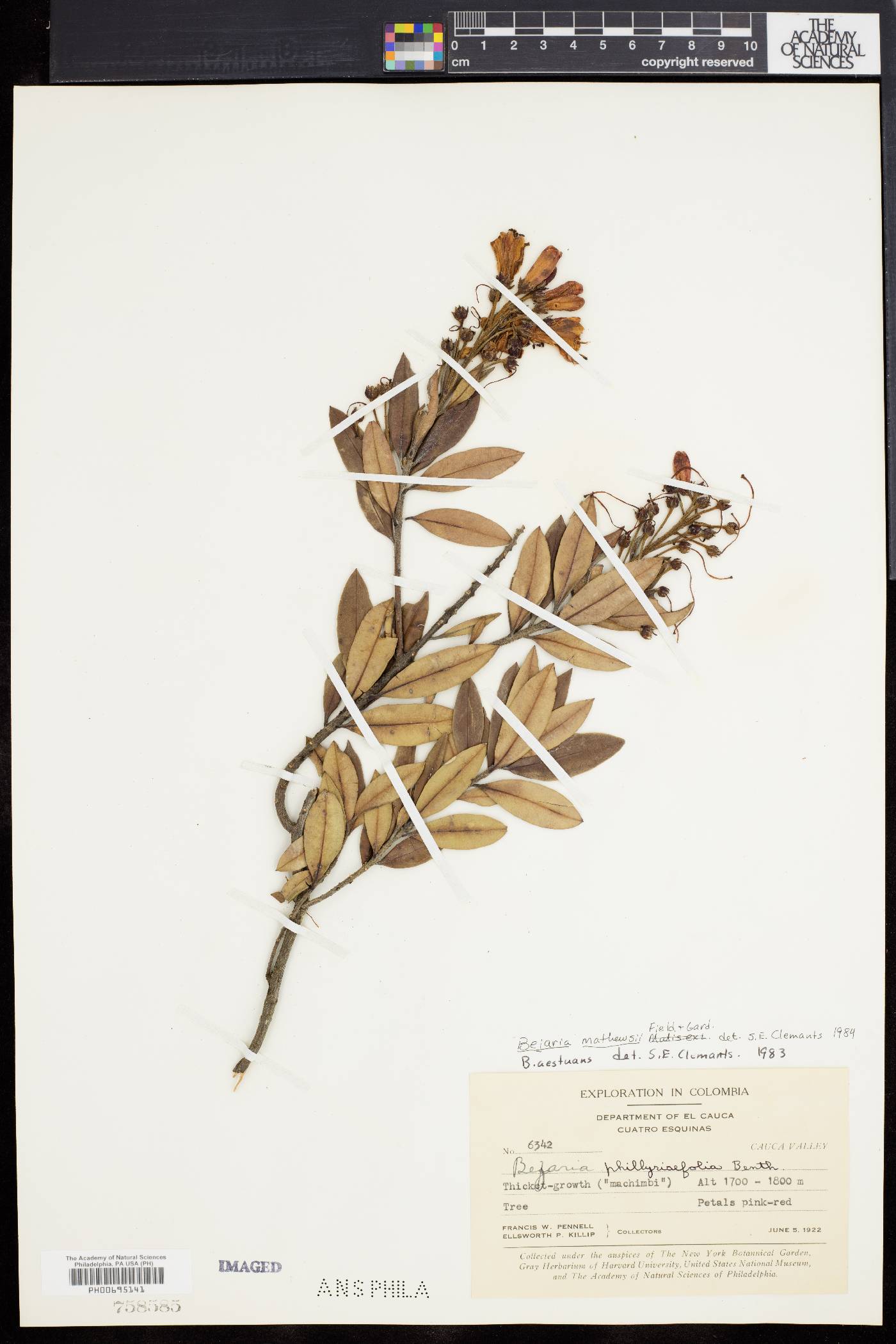 Bejaria mathewsii image