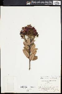 Bejaria mathewsii image