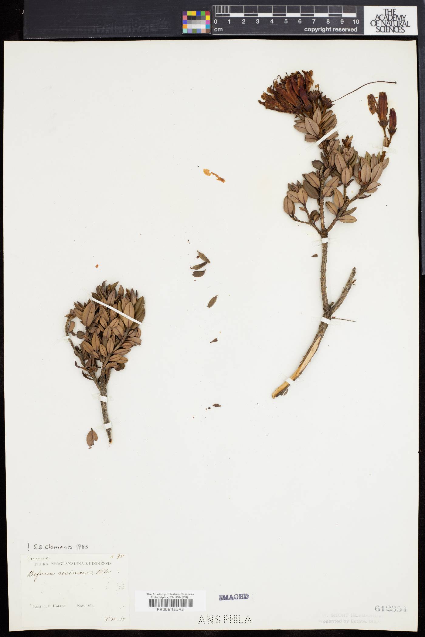 Bejaria resinosa image