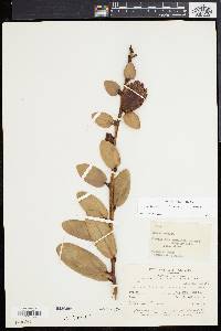 Image of Cavendishia nitida